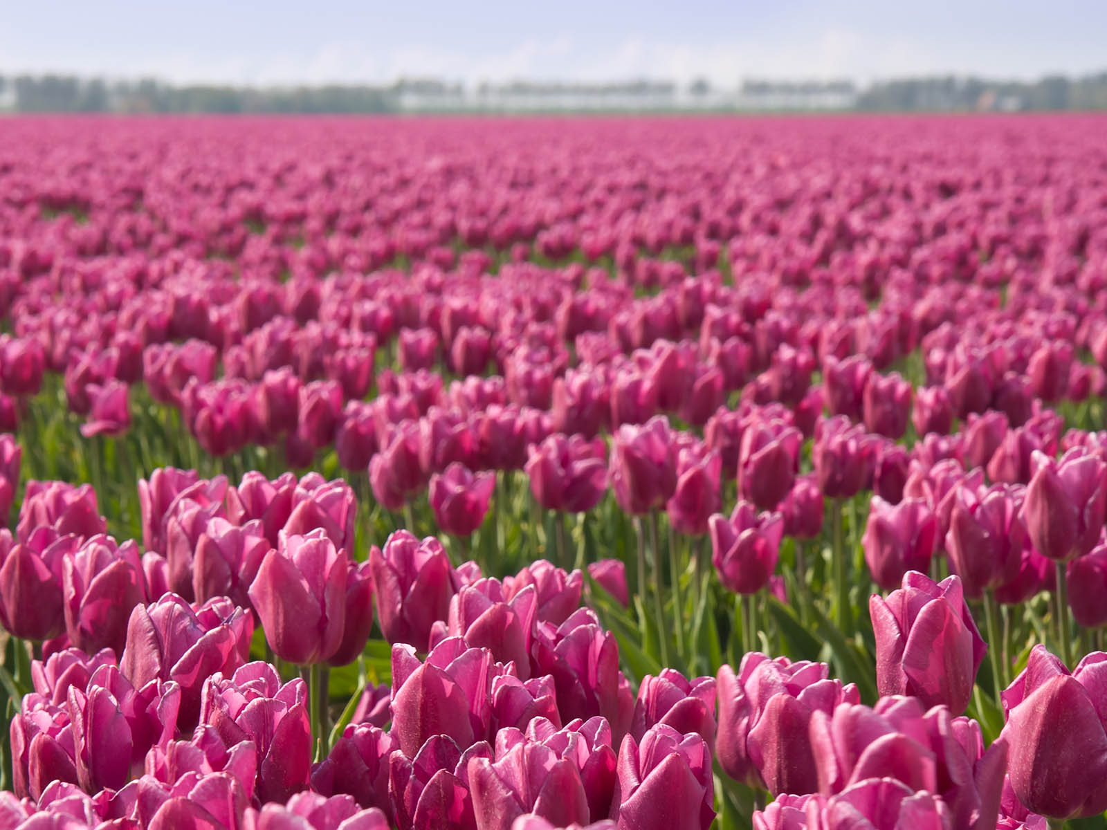 Tulpen huisarts
