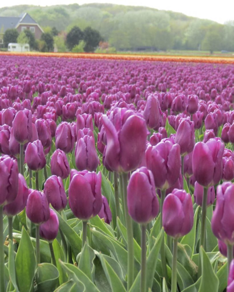 Foto bollenveld Casaverde